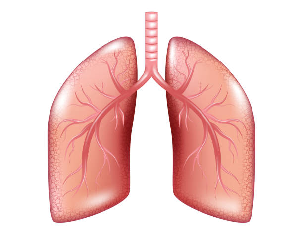 istock Human Lung cancer diagram isolated. Respiratory illness cancer graphics. Realistic Lung anatomy. Vector illustration 1215847822