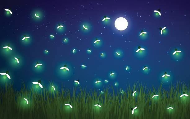 Web firefly at the meadow in the night invertebrate stock illustrations
