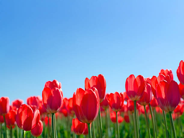 istock Flowers against the blue sky 121585060