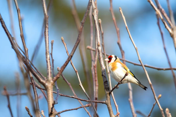 istock small European goldfinch in bird feeder 1215851818