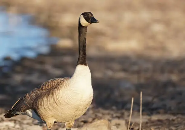 A canadian goose stands on the shore in the late afternoon light.