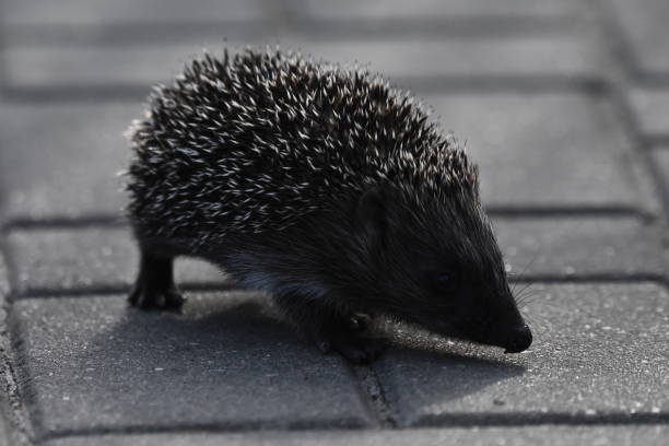 kolczasta matka jeża z trzema młodymi ludźmi szukającymi jedzenia na wieczornym spacerze między domami i ulicami miasta. wszystkożerne ssaki aktywne w nocy. - fragility city barbed wire wire zdjęcia i obrazy z banku zdjęć