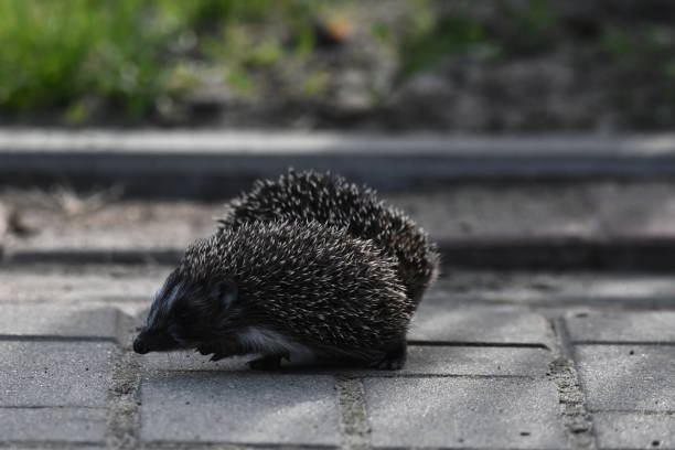 kolczasta matka jeża z trzema młodymi ludźmi szukającymi jedzenia na wieczornym spacerze między domami i ulicami miasta. wszystkożerne ssaki aktywne w nocy. - fragility city barbed wire wire zdjęcia i obrazy z banku zdjęć