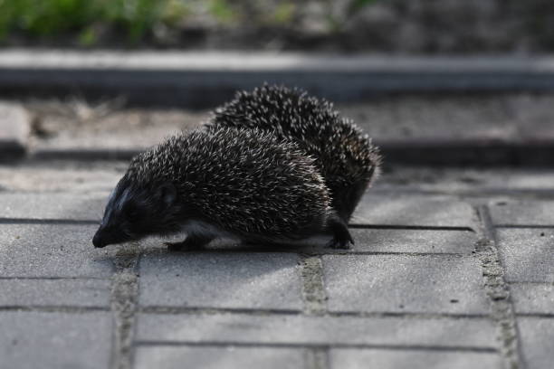 kolczasta matka jeża z trzema młodymi ludźmi szukającymi jedzenia na wieczornym spacerze między domami i ulicami miasta. wszystkożerne ssaki aktywne w nocy. - fragility city barbed wire wire zdjęcia i obrazy z banku zdjęć