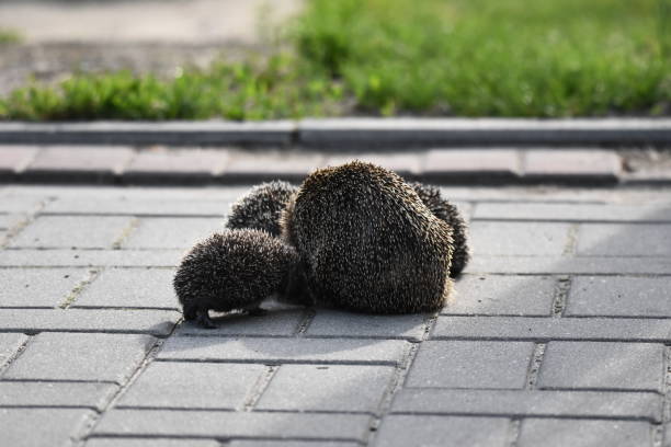 kolczasta matka jeża z trzema młodymi ludźmi szukającymi jedzenia na wieczornym spacerze między domami i ulicami miasta. wszystkożerne ssaki aktywne w nocy. - fragility city barbed wire wire zdjęcia i obrazy z banku zdjęć