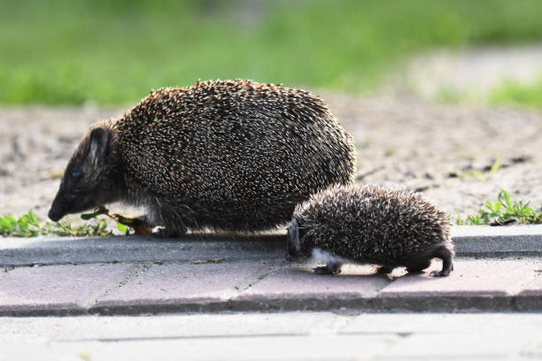 kolczasta matka jeża z trzema młodymi ludźmi szukającymi jedzenia na wieczornym spacerze między domami i ulicami miasta. wszystkożerne ssaki aktywne w nocy. - fragility city barbed wire wire zdjęcia i obrazy z banku zdjęć