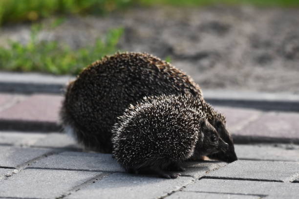 kolczasta matka jeża z trzema młodymi ludźmi szukającymi jedzenia na wieczornym spacerze między domami i ulicami miasta. wszystkożerne ssaki aktywne w nocy. - fragility city barbed wire wire zdjęcia i obrazy z banku zdjęć