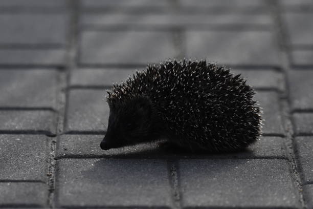 kolczasta matka jeża z trzema młodymi ludźmi szukającymi jedzenia na wieczornym spacerze między domami i ulicami miasta. wszystkożerne ssaki aktywne w nocy. - fragility city barbed wire wire zdjęcia i obrazy z banku zdjęć