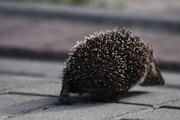 Photo of Prickly hedgehog mother with three young people looking for food on an evening walk between houses and streets of the city. Omnivore mammals active at night.