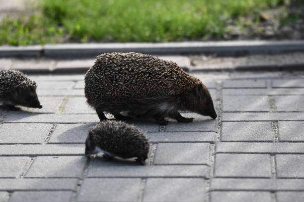 madre erizo espinosa con tres jóvenes en busca de comida en un paseo nocturno entre casas y calles de la ciudad. mamíferos omnivore activos por la noche. - fragility city barbed wire wire fotografías e imágenes de stock