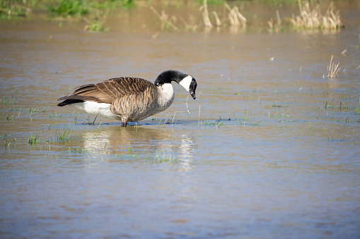 A Canadian Goose stands in the water. Reflection can be seen within the water.