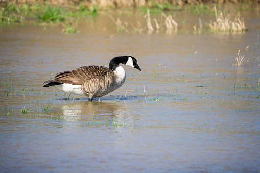 Canada geese looking for food in a flooded meadow