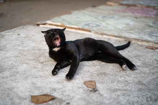 Black feral cat lying on the floor and purr