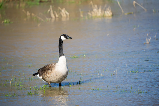 Canada geese looking for food in a flooded meadow