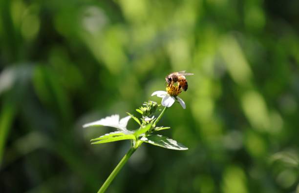 istock Bee hovering over an orange and white flower trying to get pollen with a nice green background 1215854352