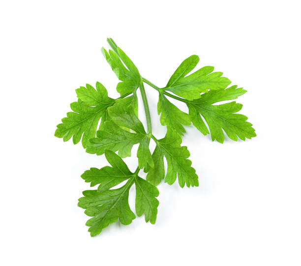istock fresh parsley herb isolated on white background. full depth of field 1215856131