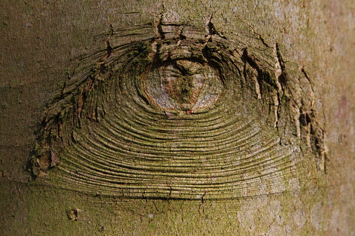 Detail view of a part of tree trunk with bark, that seems to look at you