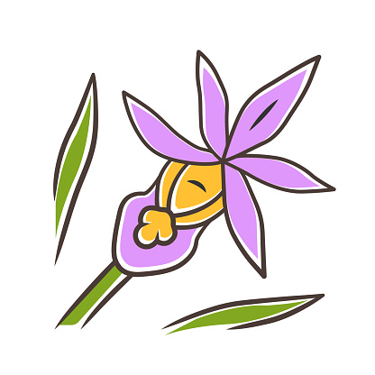 Calypso orchid purple color icon. Exotic, tropical blooming flower. Fairy slipper. Calypso bulbosa. Wildflower paphiopedilum. Spring blossom. Isolated vector illustration