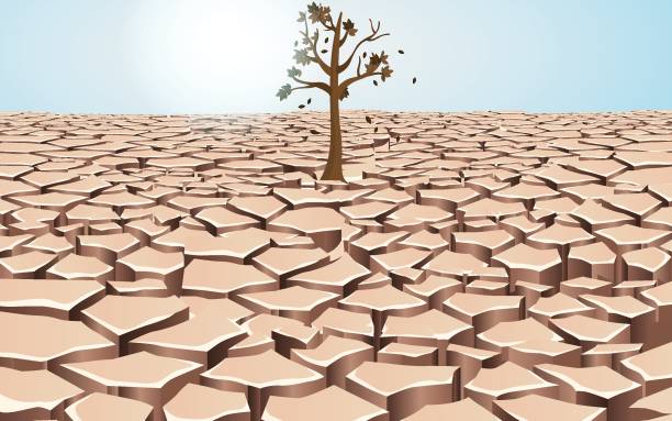 Web dry tree in the dry river drought stock illustrations