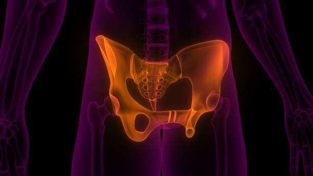 istock Hip Bone Joints of Human Skeleton System Anatomy 3D Rendering 1215860743
