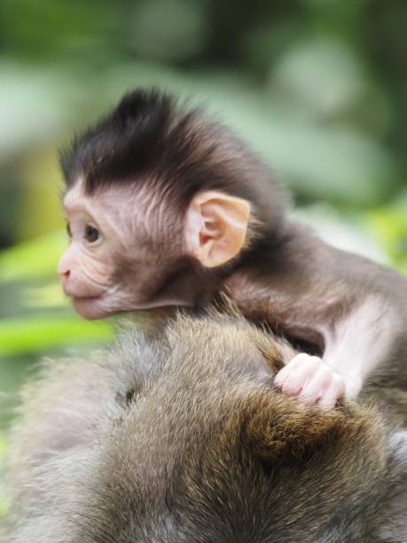 istock Baby Macaque Monkey in the Sacred Monkey Forest 1215860879