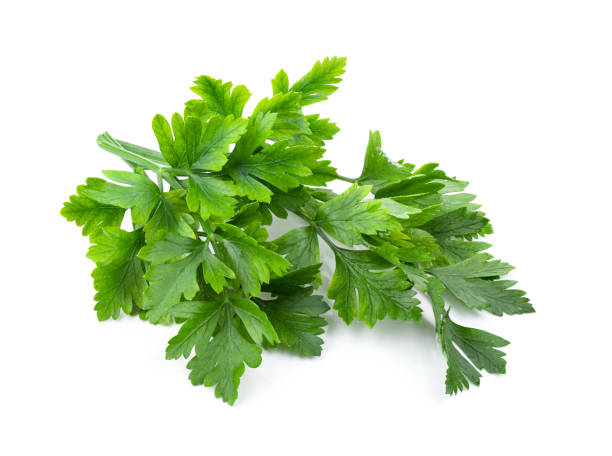 istock fresh parsley herb isolated on white background. full depth of field 1215861137