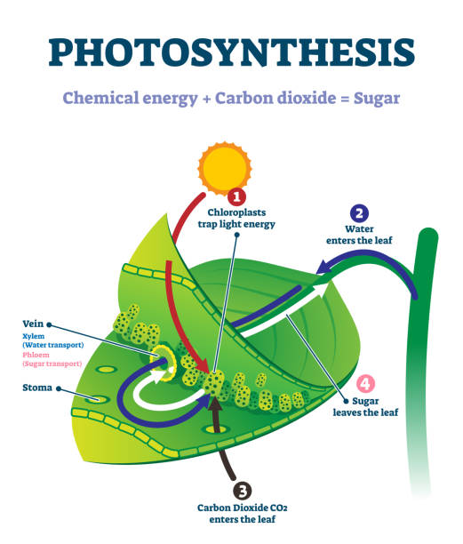 Photosynthesis leaf vector illustration. Labeled educational process scheme Photosynthesis leaf vector illustration. Labeled educational scheme where light energy converts to chemical sugars. Natural botanic process visualization with stages explanation. Closeup plant system. stomata stock illustrations