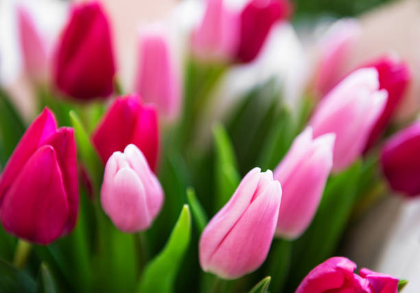 istock Beautiful tulips bouquet 1215862064