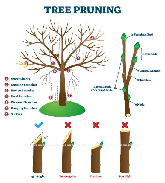 Vector illustration of Tree pruning vector illustration. Labeled educational plant shaping scheme