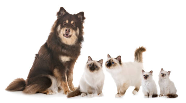istock Finnish Lapphund and birman cats 1215864461