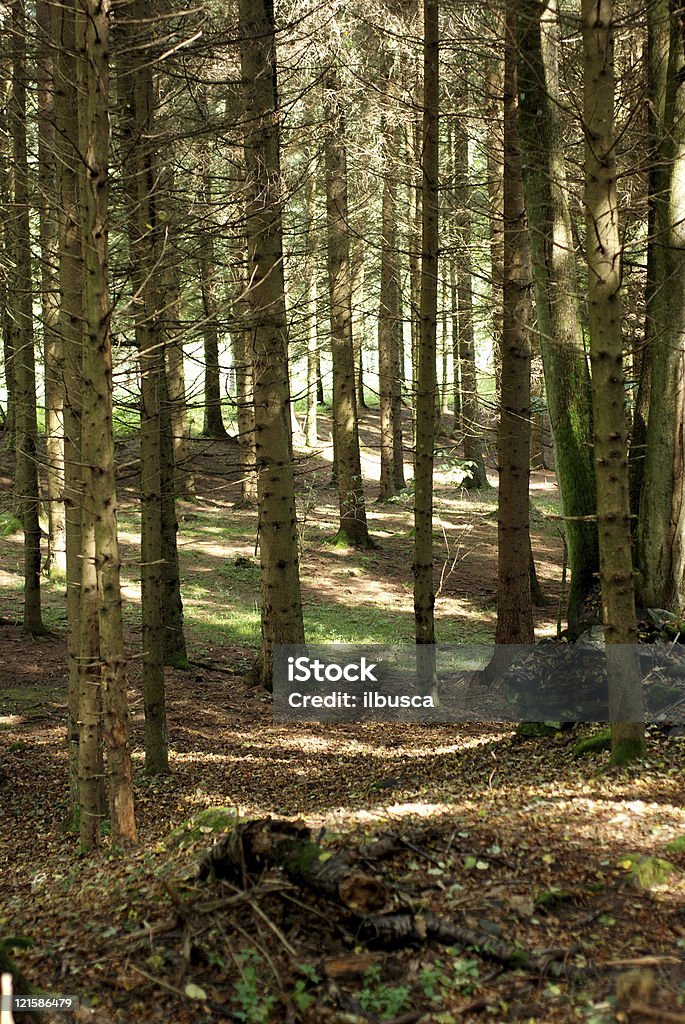 Para a floresta - Foto de stock de Alpes europeus royalty-free