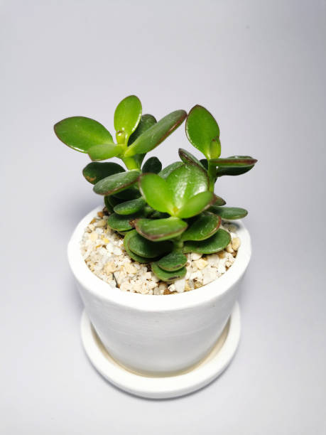 istock green plant in a cup 1215864817
