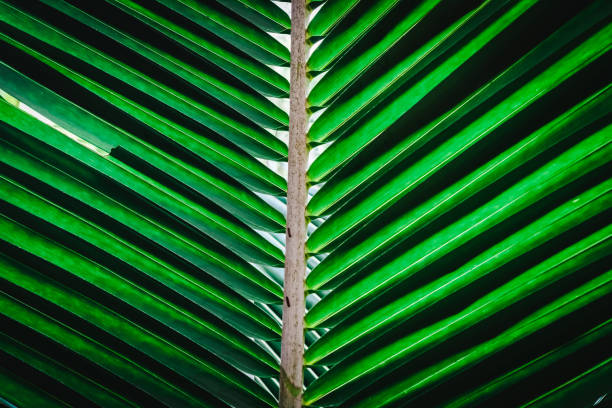 istock Selective focus closed up tropical summer green coconut or palm leaf dark tone background 1215864845