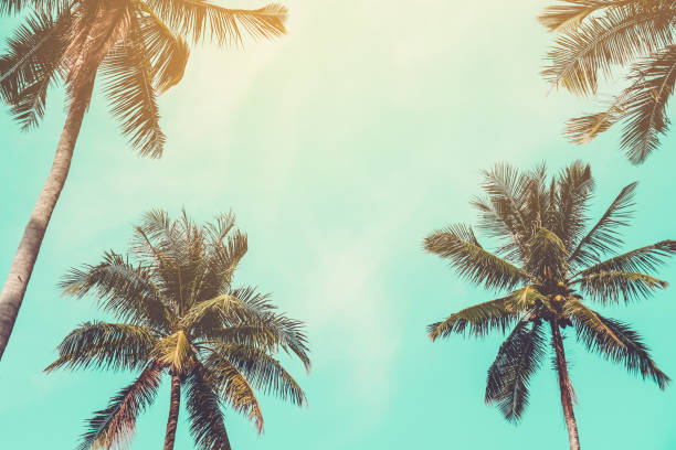 istock Tropical palm coconut trees on sunset sky flare and bokeh nature background. 1215864930