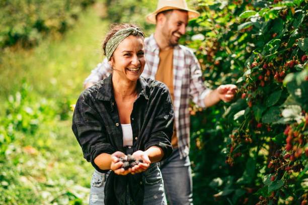 istock Young woman harvesting blackberries 1215866010