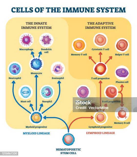 Illustrazione Vettoriale Delle Cellule Del Sistema Immunitario Schema Di Divisione Educativa Etichettato - Immagini vettoriali stock e altre immagini di Sistema immunitario