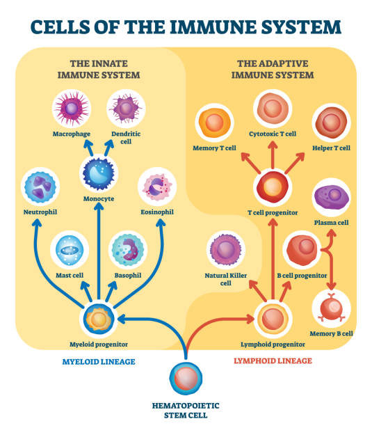 면역 체계 세포 벡터 그림. 레이블이 지정된 교육 부문 체계. - immune cell stock illustrations