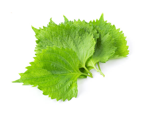 istock Shiso leaf on white background. full depth of field 1215867893