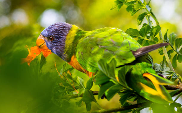 istock A rainbow lorikeet eating flowers 1215867954
