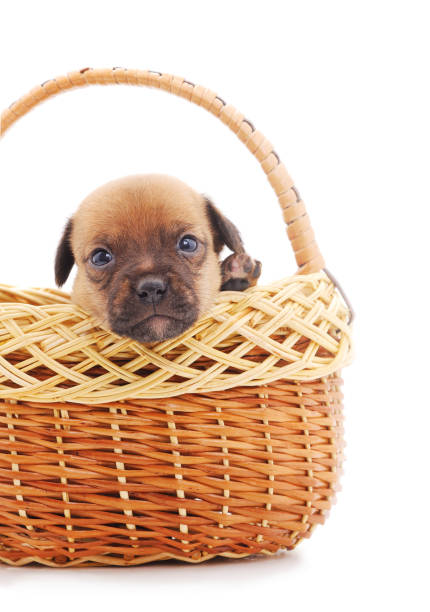 istock One small dog in a basket. 1215867963