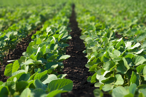 Green Field Of Young Soy Plants Growing In Rows Selective Focus ...