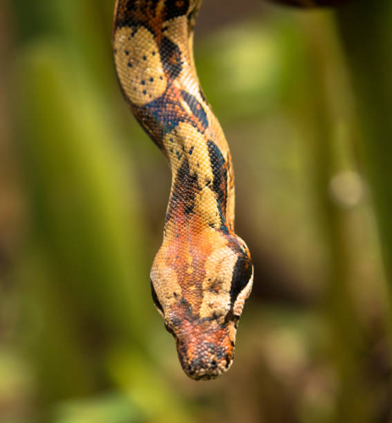 Photo of Anaconda head, close up Photo of Anaconda head, close up, Costa rRica Boa stock pictures, royalty-free photos & images