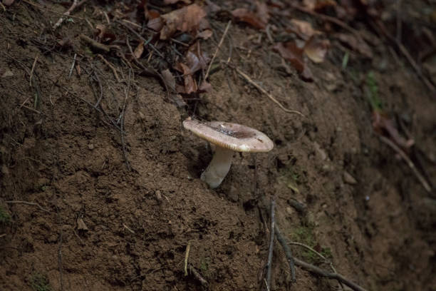 A small mushroom growing from a steep earth slope