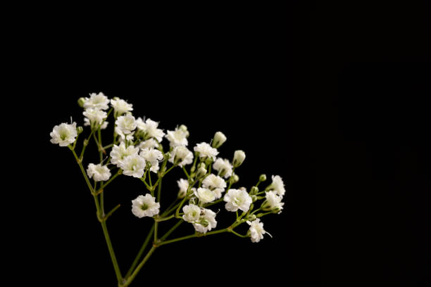 istock Gypsophila flowers isolated 1215869844