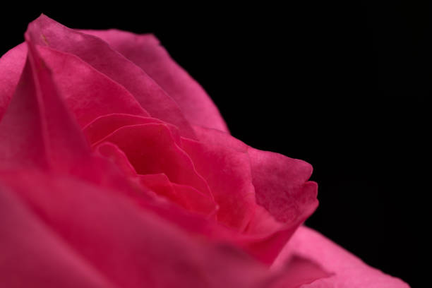 Pink rose flower isolated on a black background