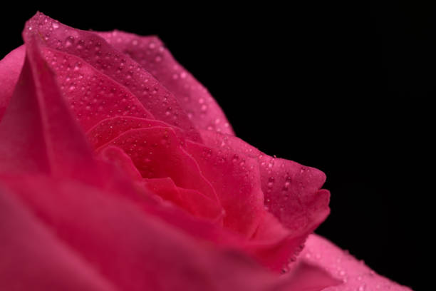 Flowers: Closeup Pink Rose