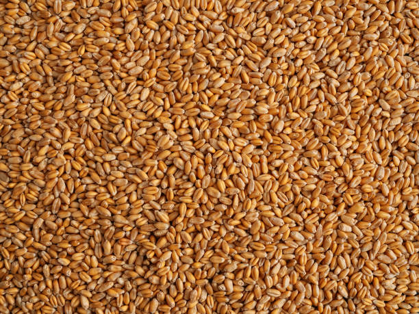 istock Grains of wheat spread on the surface. Top view, natural background. Horizontal orientation 1215870210
