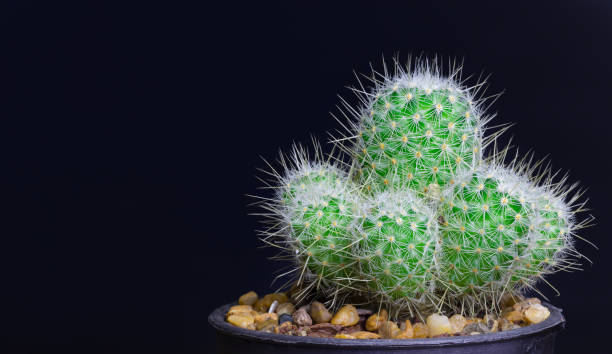 istock Closeup cactus isolate on black background detail narure art 1215871626