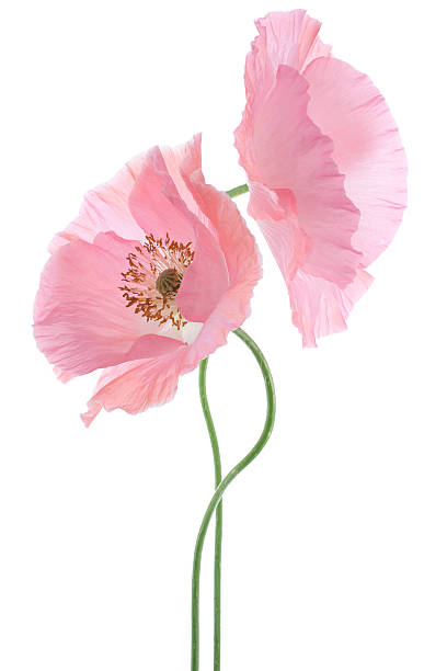 papavero - poppy pink close up cut flowers foto e immagini stock