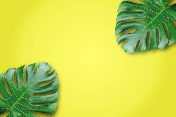istock monstera leaves isolated on yellow background. 1215873200